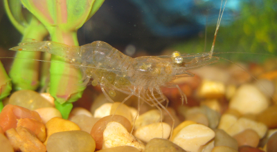 Pregnant shrimp